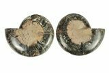 Cut/Polished Ammonite (Phylloceras?) Pair - Unusual Black Color #263677-1